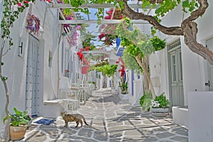 Cat in Greek Island Street