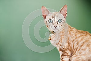 cat with green background