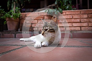 Cat with green eyes