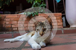 Cat with green eyes