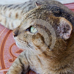 Cat with green eyes.