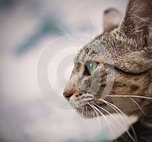 Cat with green eyes