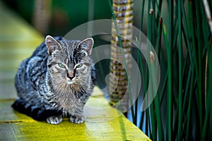 Cat with green eyes