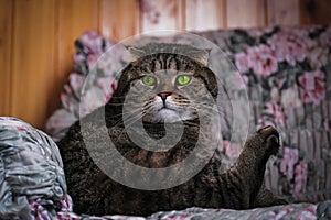 Cat with green eyes on the chair