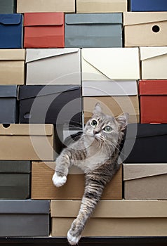 Cat with green eyes climbed into a pile of stacked shoe boxes, calmly lies down and looking to the side with copy space