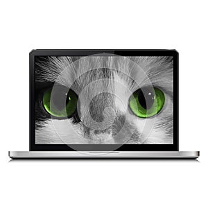 Cat with green eyes close up photo on laptop screen