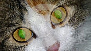 Cat green eyes hypnotizing