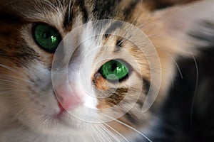 Cat with green eyes looking at the camera lens