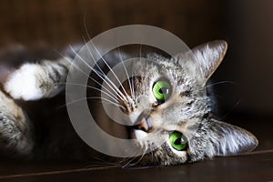 Cat with green eyes, resting,
