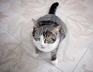 Cat with green eyes sits on floor ready to attack