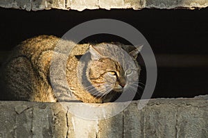 cat with green eyes sits in the shadow