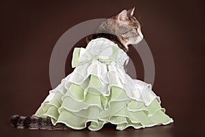 Cat in green frilling dress on brown background