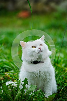 cat on the green grass