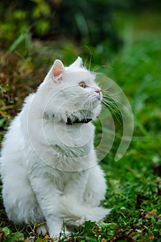 cat on the green grass