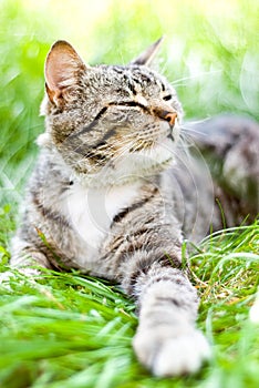 Cat on green grass