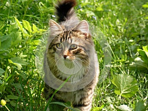 Cat in green grass