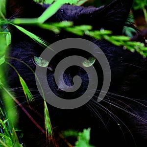 Cat, green grass foreground green eyes