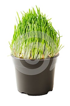 Cat green grass isolated