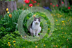 A cat in the green grass in nature