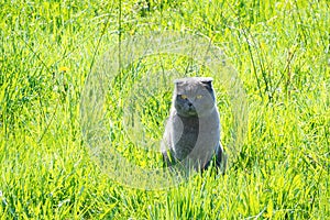 Cat in the green grass. Purebred cat in nature