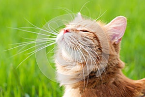 Cat in the Green Grass in Summer