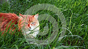 Cat in the green grass in summer. Beautiful red cat with green eyes.