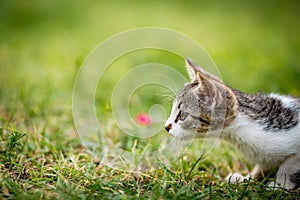 Cat in the green grass yard