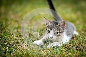 Cat in the green grass yard