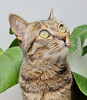 Cat and Green Leaves photo