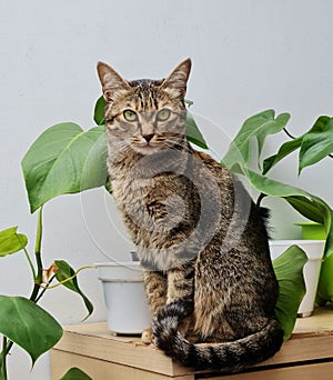 Cat and Green Leaves photo