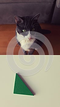 A cat and a green triangle