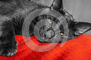 Cat Grey - Gato Gris photo