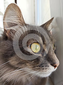 cat grey portrait, looking out the window, handsome cute, young, sitting on the window