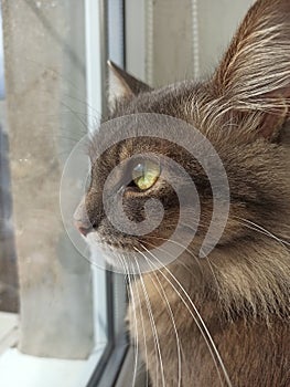 cat grey portrait, looking out the window, handsome cute, young, sitting on the window