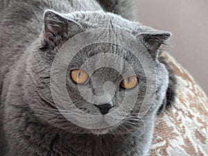 Cat Grey scottishfold is thinking