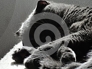 Cat Grey is sleeping in the sunlight