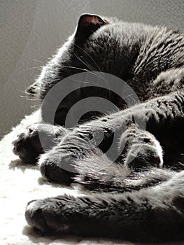 Cat Grey is sleeping in the sunlight