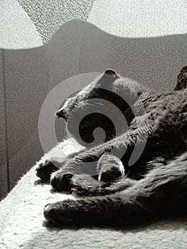 Cat Grey is sleeping in the sunlight