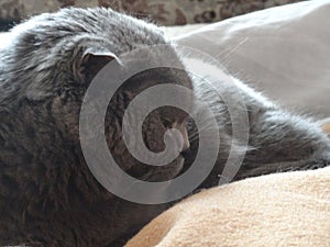Cat Grey is sleeping in the sunlight 3