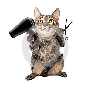 Cat Groomer With Dryer and Scissors photo