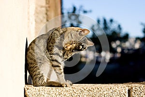 Cat Grooming