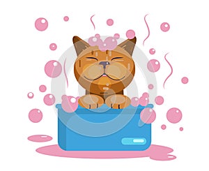 Cat grooming. Cat wash. Funny muzzle