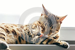 Cat grooming himself cleaning his fur