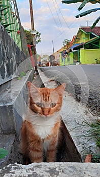 The cat with grumpy face glowering from the gutter