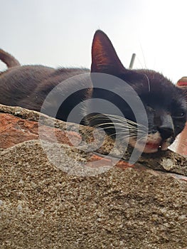 Cat guard on the rooftop, D4 HCMC  Vietnam