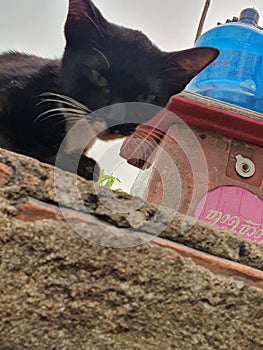 Cat guard on the rooftop, D4 HCMC  Vietnam