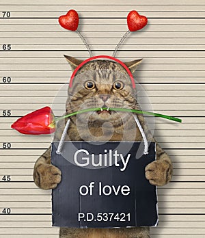 Cat guilty of love