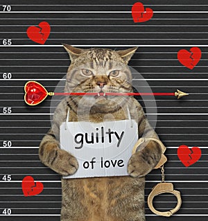 Cat guilty of love