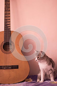 A cat and the guitar