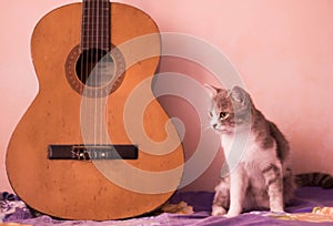 A cat and the guitar